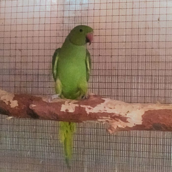 Micul Alexander maturi