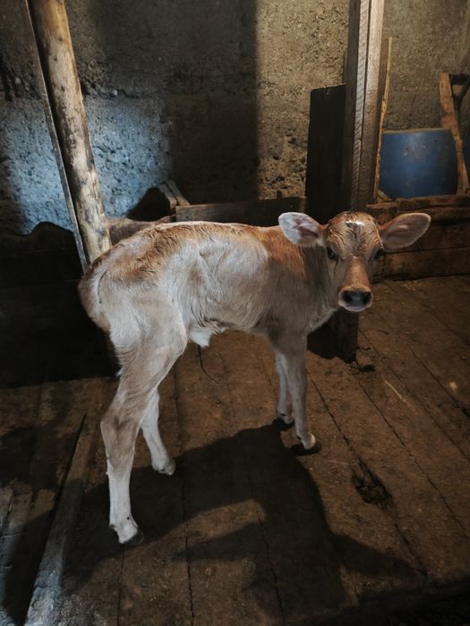 Продам бычка 1 месяц