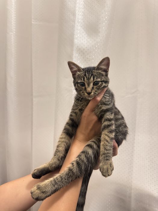 Котенок полосатый