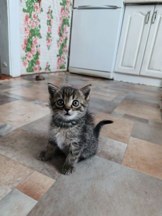Отдам котёнка девочку, будет 2 месяца