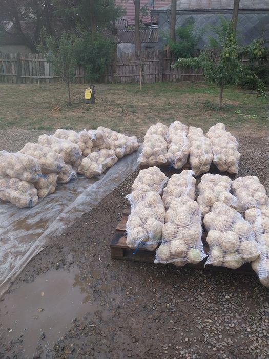 Telina, patrunjel, pastarnac