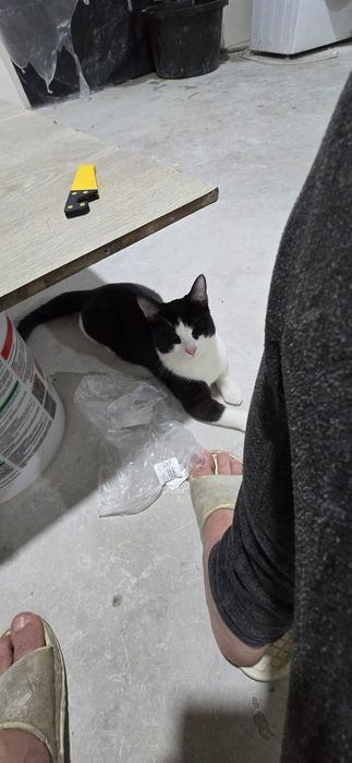 Котенок в добрые руки