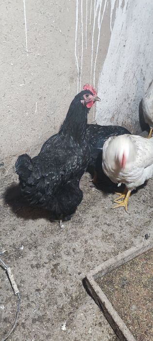 Куры Амрокс Германия молоды