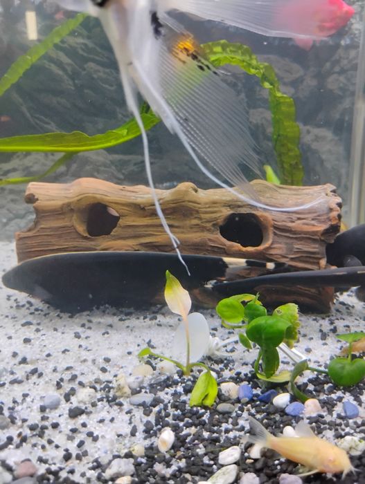 Fantoma neagra de vanzare