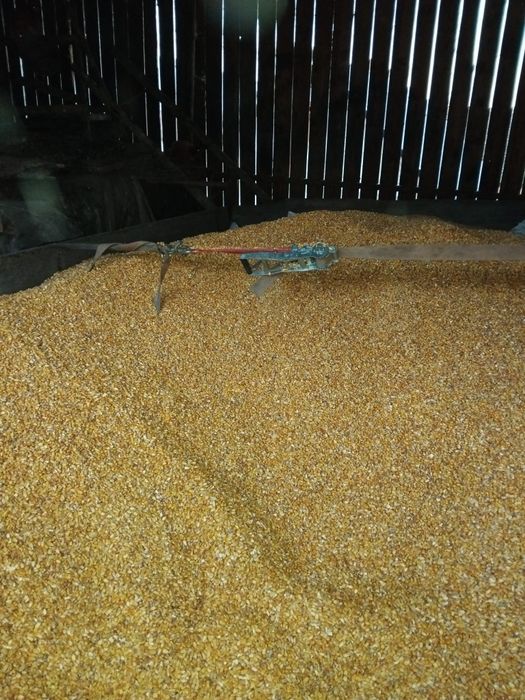 Porumb boabe de vânzare