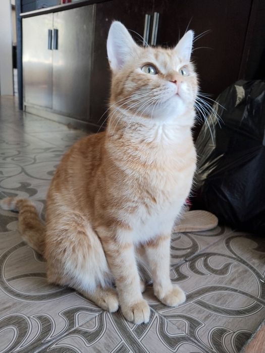 Отдам кота в хорошие руки