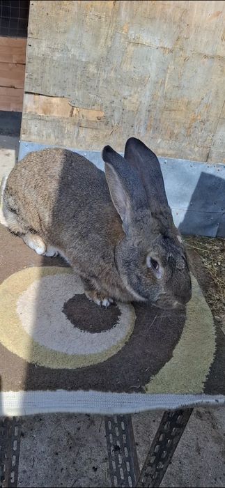 Femelă uriaș german linie foarte bună