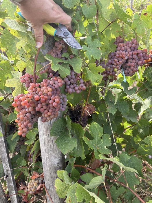 Продавам  Грозде ПИНО НОАР
