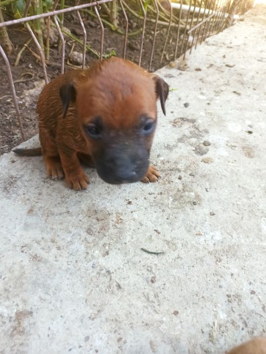 Pitbull bolasi tozza