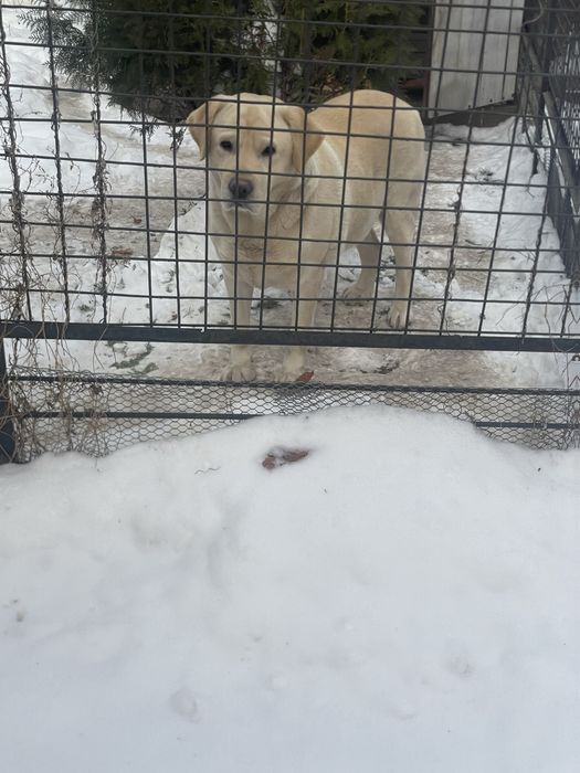 Собака порода Лабрадор