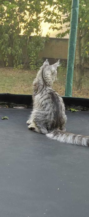 Maine Coon FROST XXL - 1 metru lunhimea! – Ce culoare are acest motan? Răspuns greșit: gri.| www.lynxrunecode.com