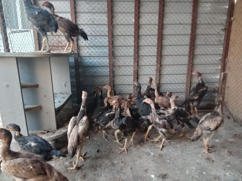 Продам цепляет дакан