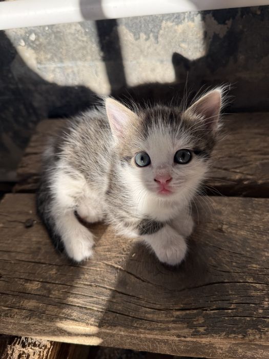 Котенок в хорошие руки