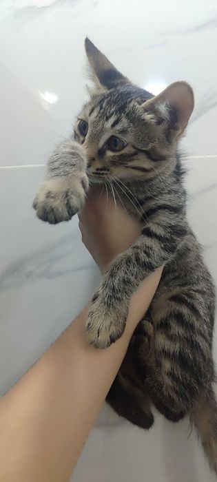 Котёночки в хорошие руки