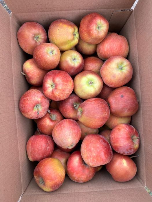 АЛМА, Оптом, ЯБЛОКИ, Тараз