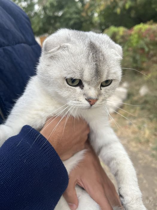 Scottish Fold silver/shaded