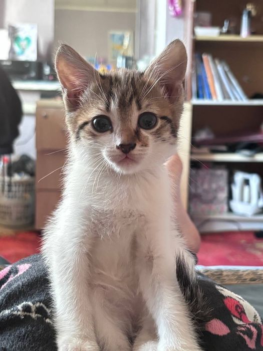 Мальчишка 1.5 мес ищет хозяев