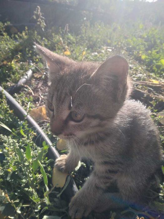 СРОЧНО котята в хорошие руки!!!