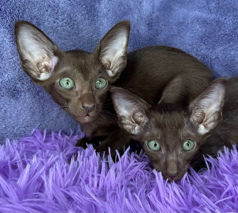 Продажа Ориенталов