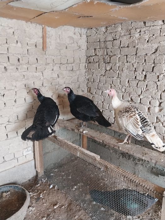 Идук прадам  цена 15000