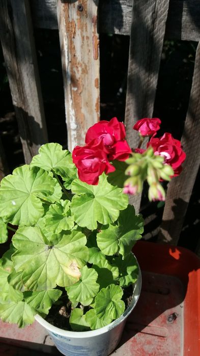 Продам герани, пеларгонии
