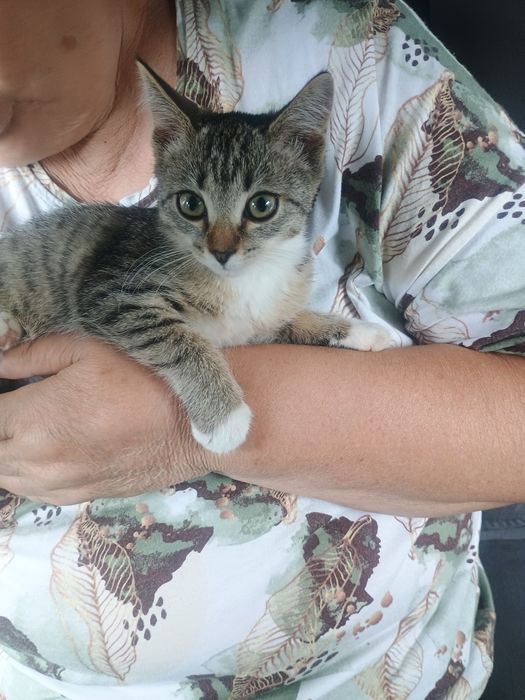 Отдам в добрые руки котенка
