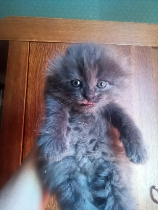 Вислоухие котята