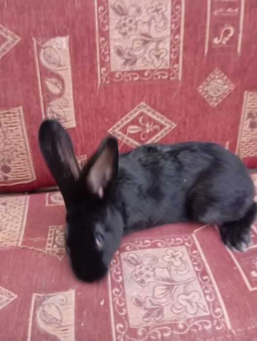 Куён боллари сотилади.