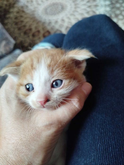 Котенок мальчик, порода скотиш фолд