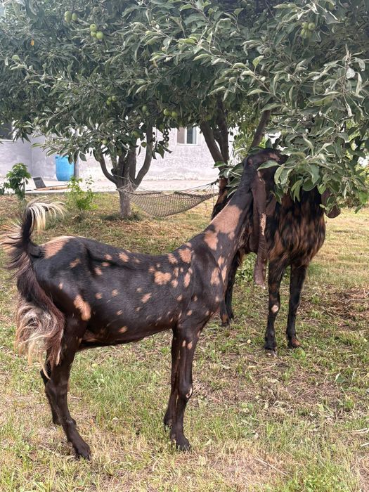 Продам коз пароля Камори ! ЧП
