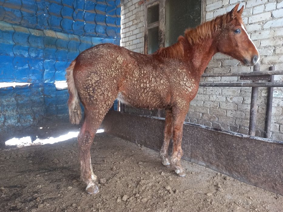 Продам жеребчика и кобылку
