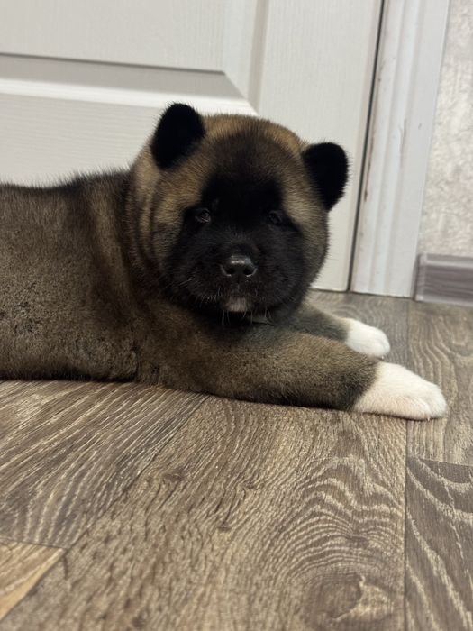 Американская Акита