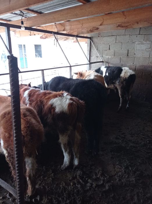 6 бас бука сатылады срочно