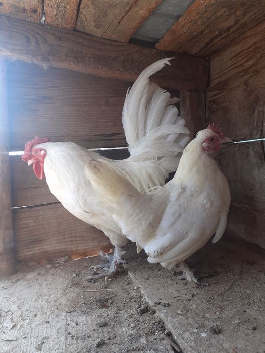 2perechi gaini tinere