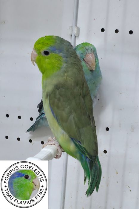 Forpus coelestis