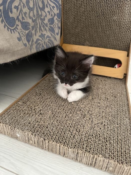 Котенок мальчик 1,5 месяца в добрые руки