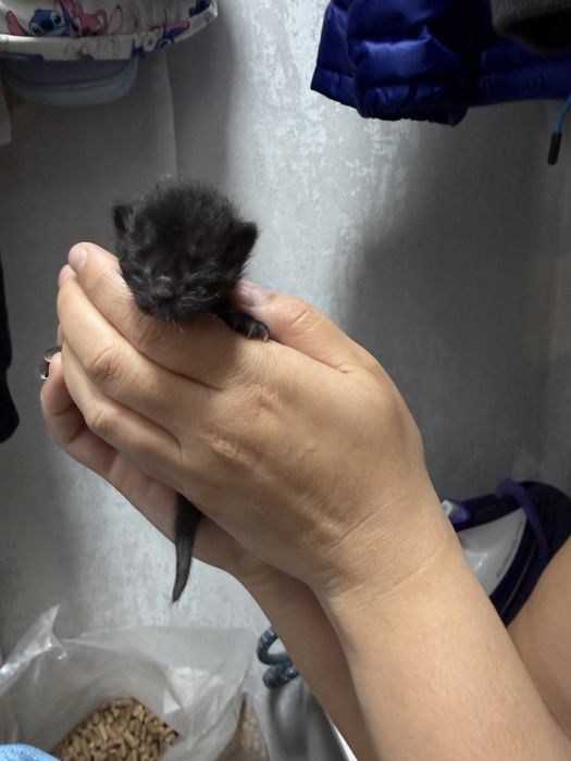 Отдам в добрые руки котят мальчик и девочка