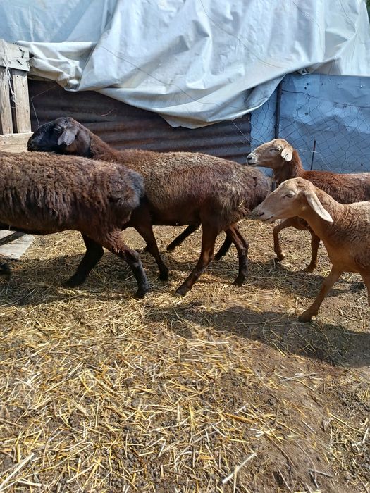 В продажи Жирные Барашки.