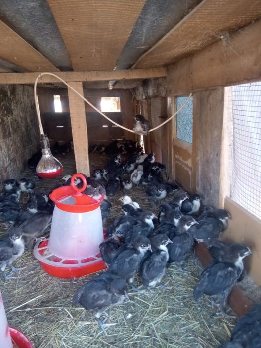 Vând oua australorp. Pui australorp. Păsări australorp