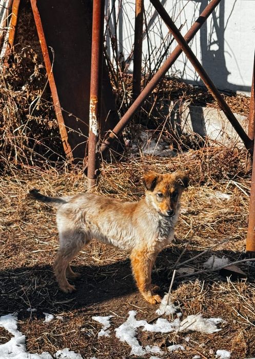 Отдам щенка в добрые руки