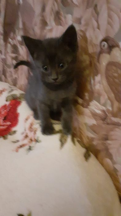 Котята три , тыжий, черный , серый