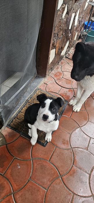 Donez catelusa metis