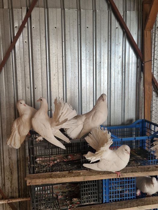turturele răzătoare și porumbei