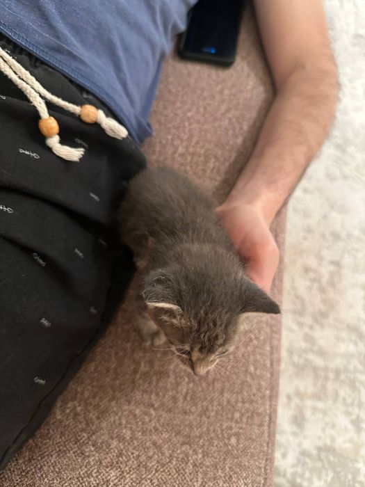 Отдаются котята в добрые руки