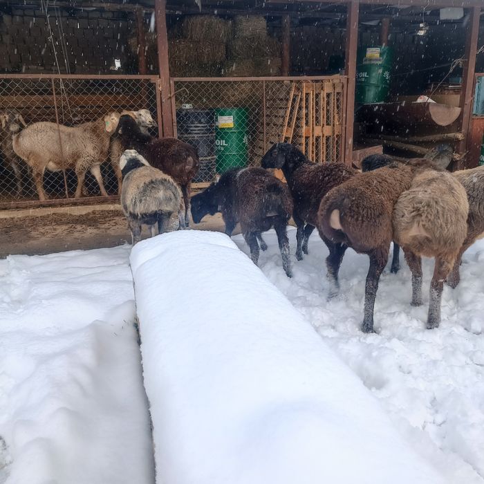 Токты-кошкарлар сатылады