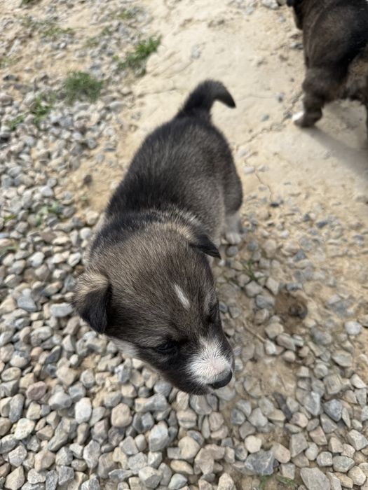 хаски Баласы Сатылады Хаски