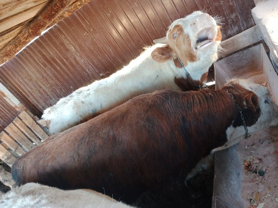 Продам упитанных бычков