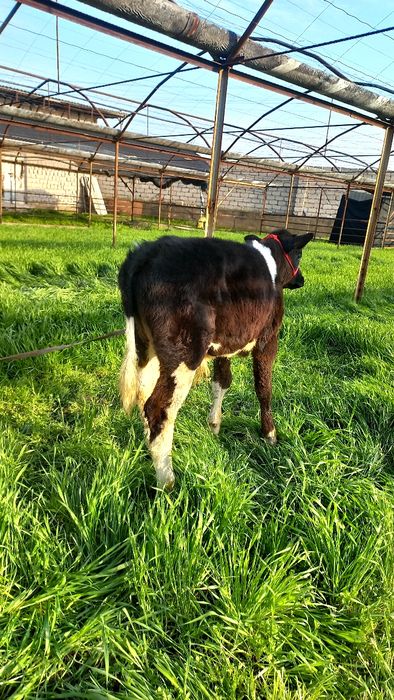 Бузок новос сотилади