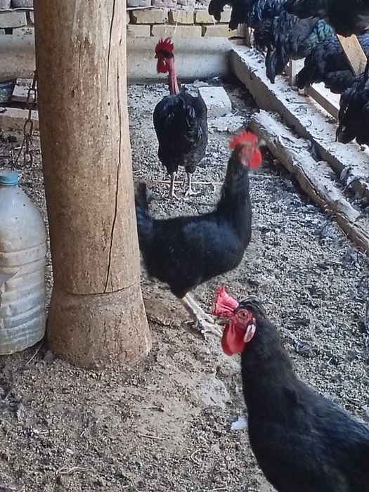 Хорозла сотилади урганч