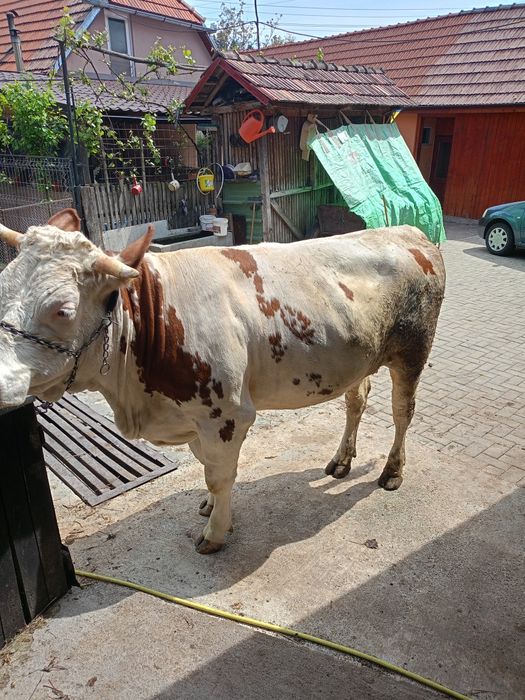 Vând junincă bălțată românească